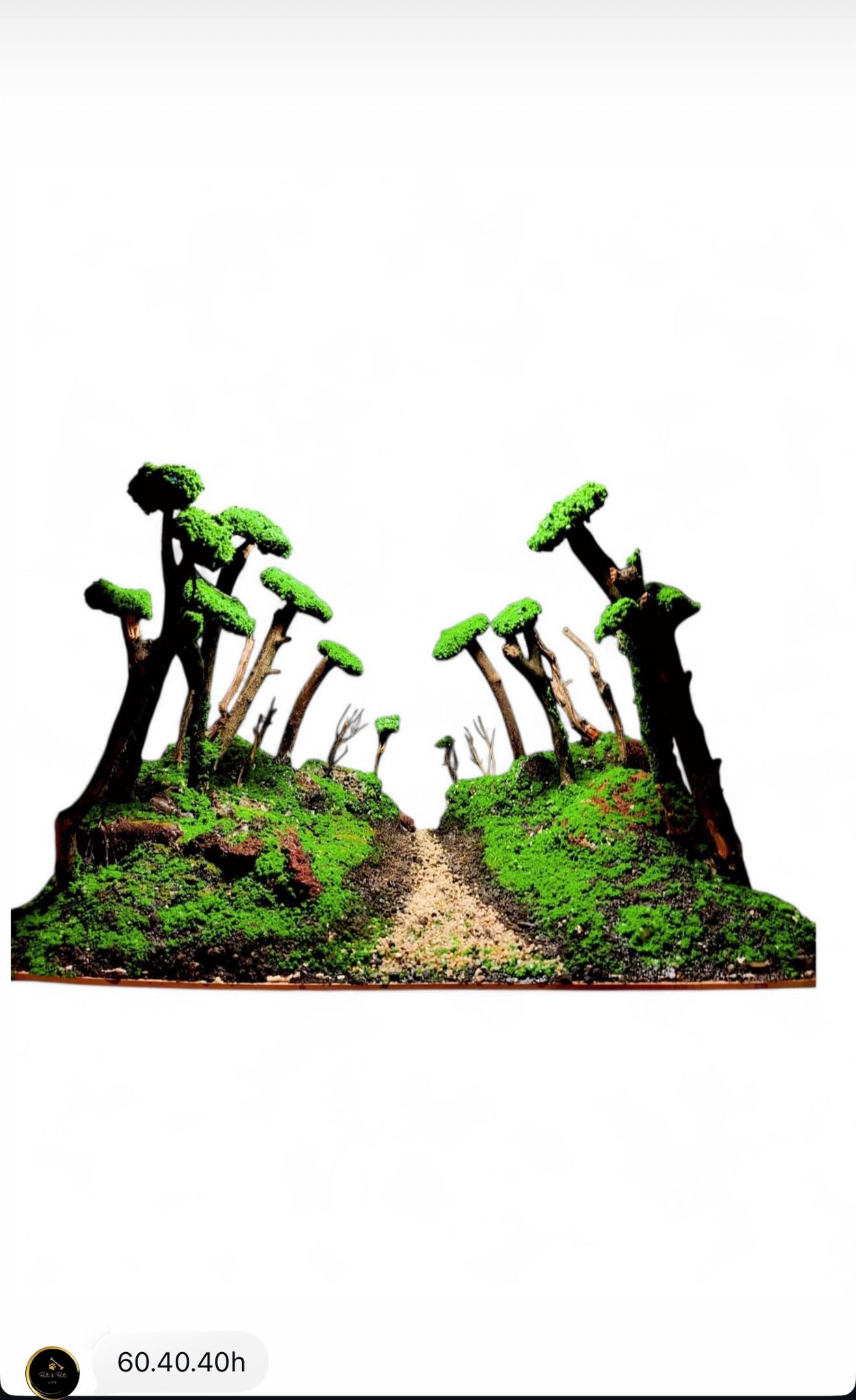 Silent Forest